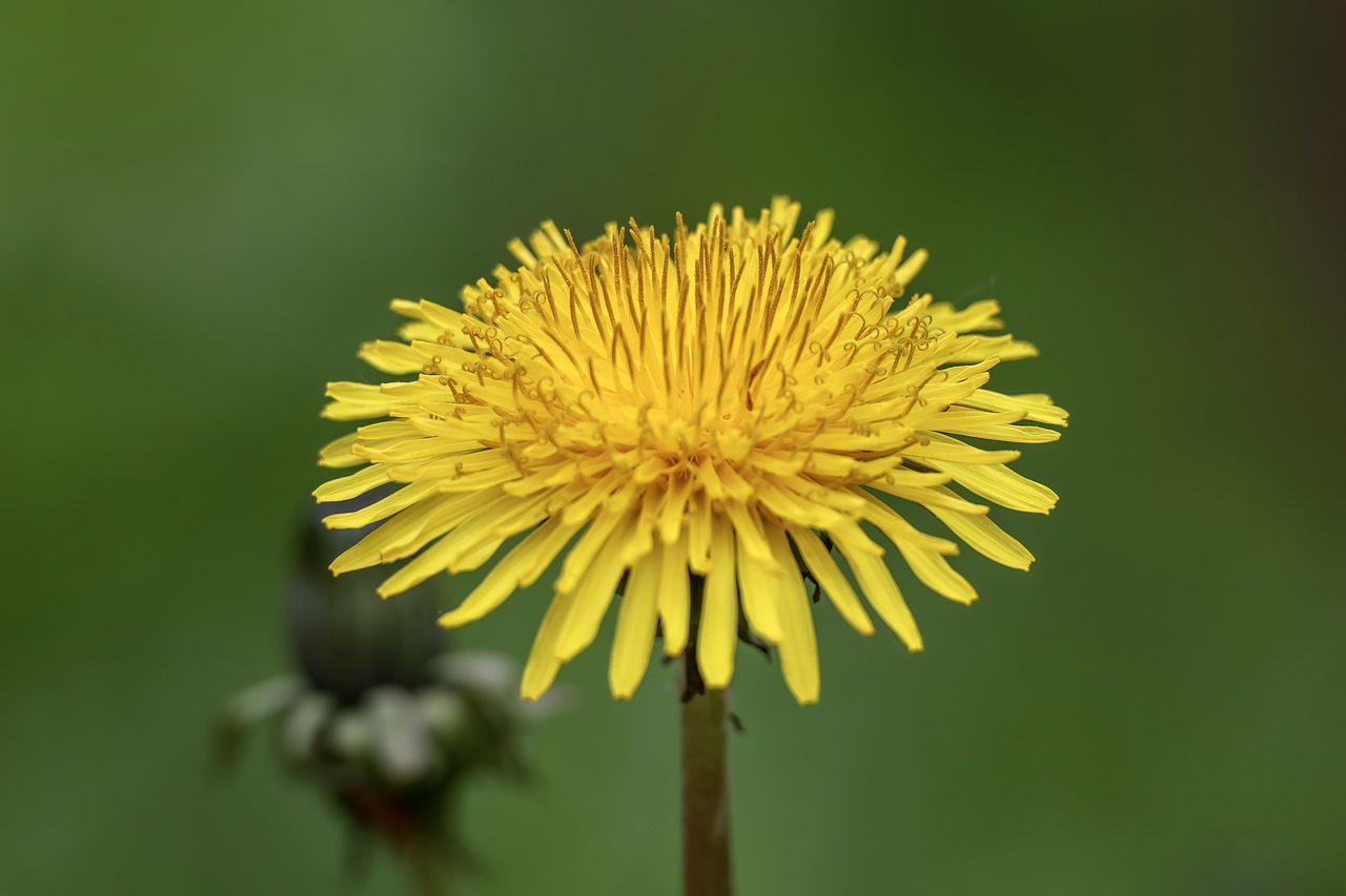 dandelion, flower, plant-8010882.jpg