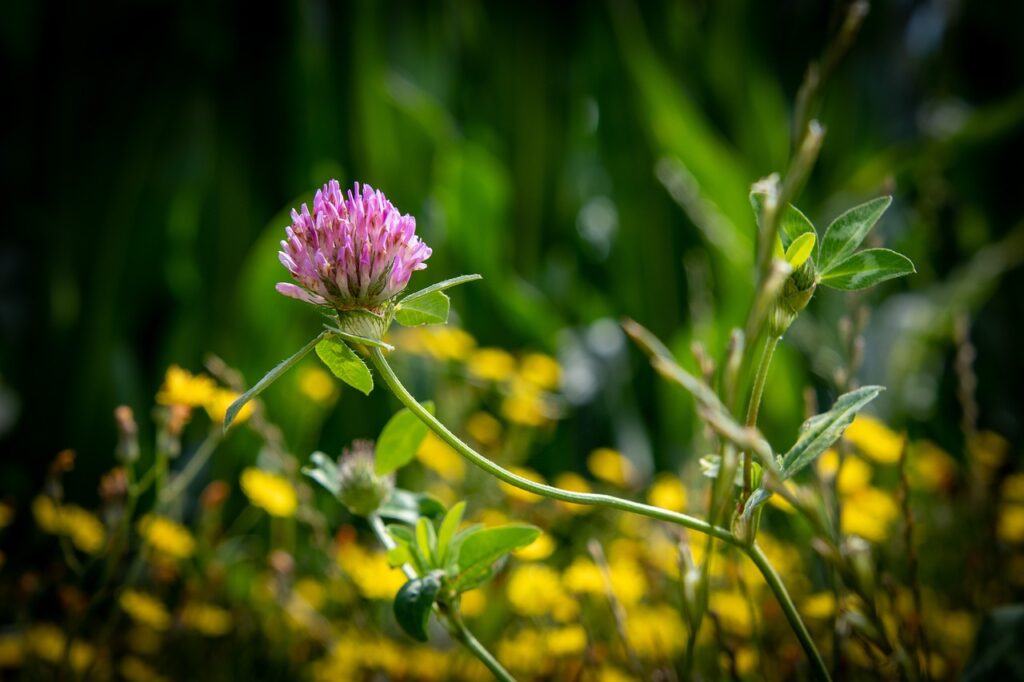 red clover, flower, plant-6698908.jpg